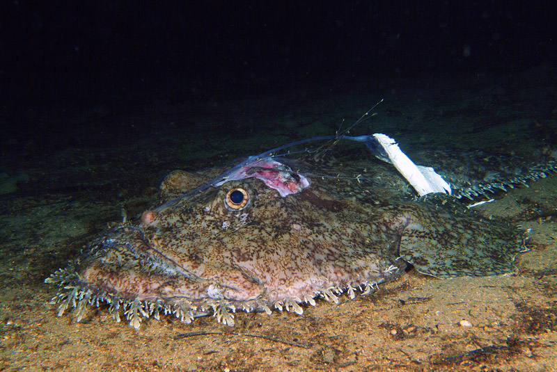 Lophius piscatorius 